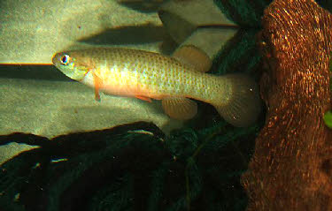 Fundulus cingulatus