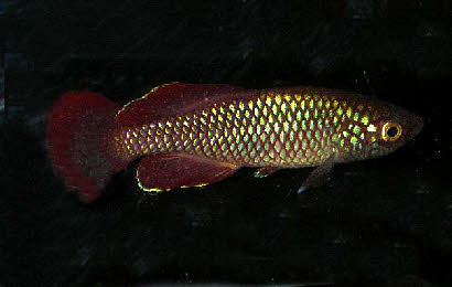 Nothobranchius korthausae