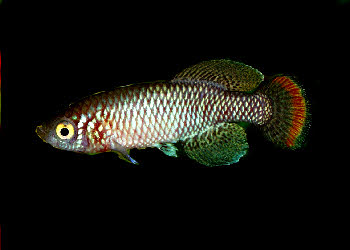 Nothobranchius peinaari