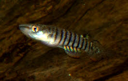 Aplocheilus lineatus