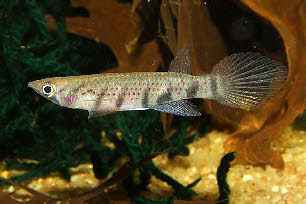 Epiplatys togolensis