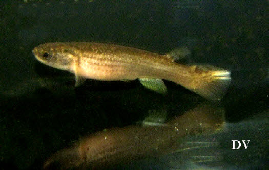 Cynodonichthys(Rivulus)montium