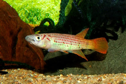 Epiplatys sp. Boumayombi COCCA 19-09