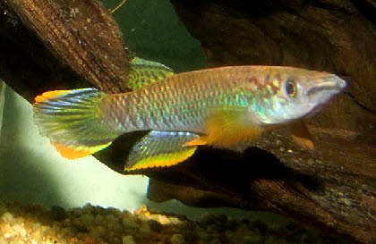 Epiplatys olbrechtsi olbrechtsi