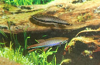 Laimosemion xiphidius