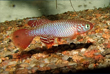 Nothobranchius flammicomantis Nothobranchius flammicomantis
