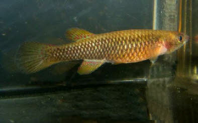 Aphyosemion citrineipinnis Aphyosemion citrineipinnis