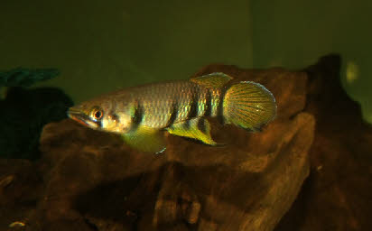 Epiplatys dageti monroviae