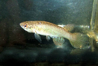 Aphyolebias  boticarioi