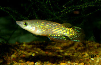 Aplocheilus lineatus