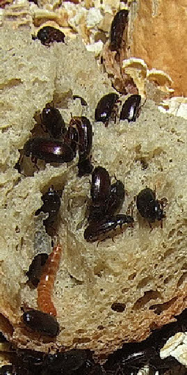 Ulomoides dermestoides