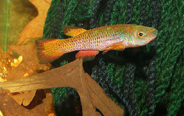 Aphyosemion passaroi