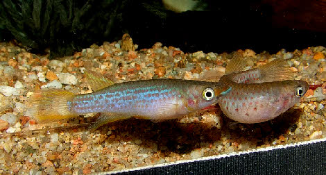 Epiplatys lamottei