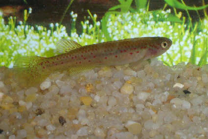 Fundulopanchax marmoratus Fundulopanchax marmoratus