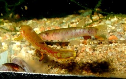 Aphyosemion franzwerneri