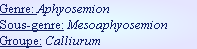 Genre: Aphyosemion
Sous-genre: Mesoaphyosemion
Groupe: Calliurum