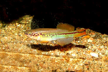 Fundulopanchax deltaensis