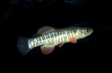 Fundulus zebrinus 