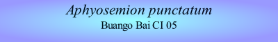 Aphyosemion punctatum
Buango Bai CI 05