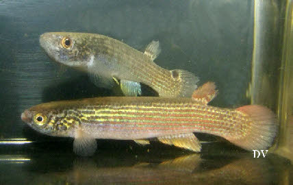 Anablepsoides(Rivulus)rubrolineatus