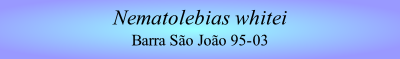 Nematolebias whitei
Barra São João 95-03