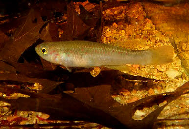 Fundulopanchax ndianus