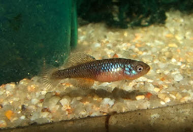 Nothobranchius  rosenstocki