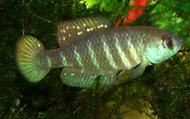 Austrolebias paucisquama