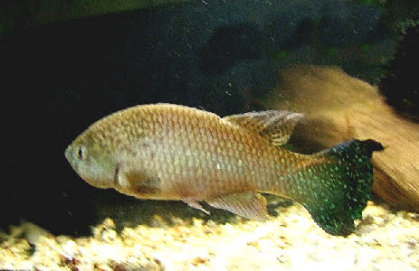 Austrofundulus limnaeus 