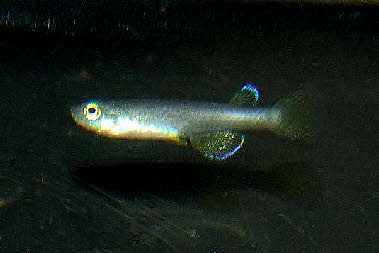 Foerschichthys flavipinnis