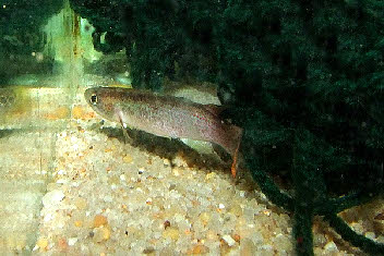 Cynodonichthys azurescens 