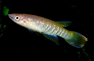 Epiplatys fasciolatus fasciolatus