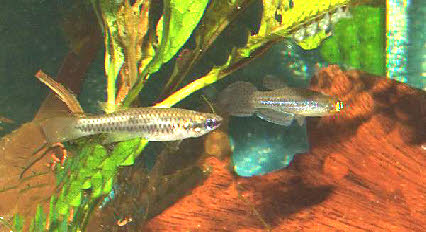 Aphyoplatys duboisi 