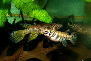 Epiplatys sp.Midouga Bamba GLC 12