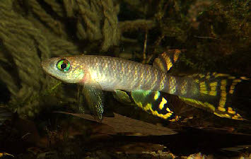 Aphyolebias peruensis