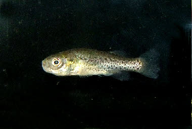 Anatolichthys  maeandricus