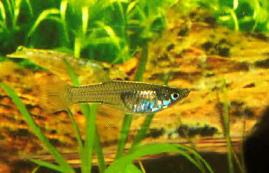 Pantanodon stuhlmanni