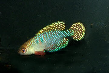 Hypsolebias picturatus