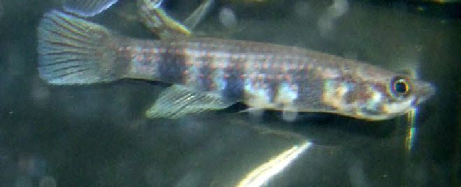 Epiplatys mesogramma