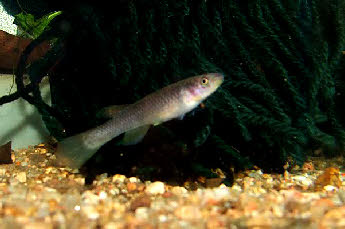 Fundulopanchax sp.GS2