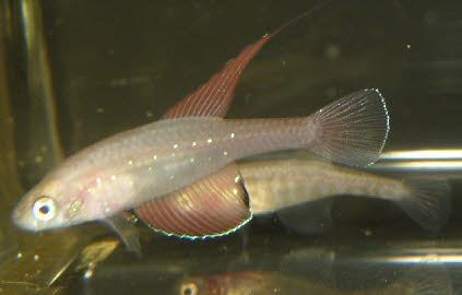 Spectrolebias semiocellatus