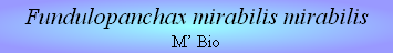 Fundulopanchax mirabilis mirabilis
M’ Bio