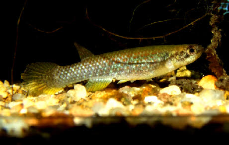 Laimosemion strigatus