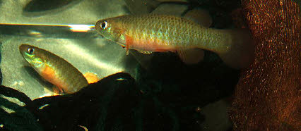 Fundulus cingulatus