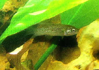 Apricaphanius saourensis