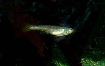 Foerschichthys flavipinnis