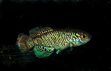 Nothobranchius peinaari