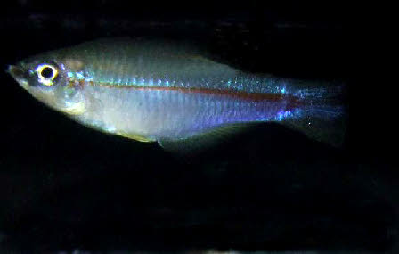 Plataplochilus miltotaenia