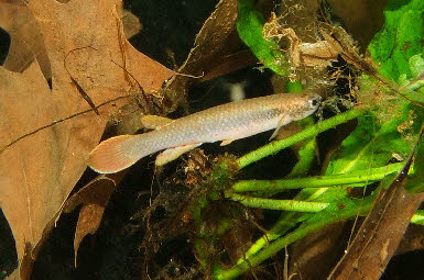 Melanirivulus sp Cocalinho