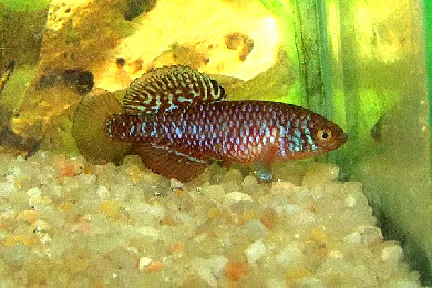 Nothobranchius  rosenstocki